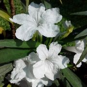 Drought Tolerant White Mexican Petunia Seeds