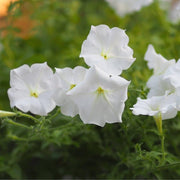 Drought Tolerant White Mexican Petunia Seeds