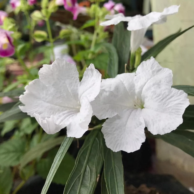 Drought Tolerant White Mexican Petunia Seeds