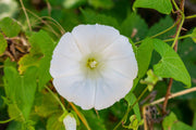 Moonflower Seeds – Ipomoea alba