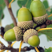 White Oak Tree Seeds - Flower Plant