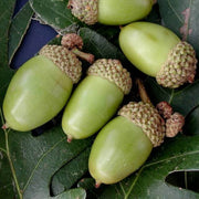 White Oak Tree Seeds - Flower Plant