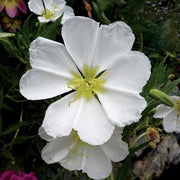 Wildflower Mix White Oenothera Seeds