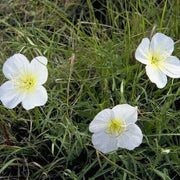 Wildflower Mix White Oenothera Seeds