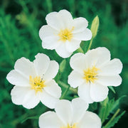Wildflower Mix White Oenothera Seeds