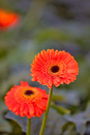 Gerbera Daisy Seeds – Gerbera jamesonii