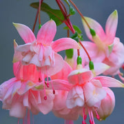 White Pink Double Petal Fuchsia Seeds - Flower Plant