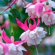 White Pink Double Petal Fuchsia Seeds - Flower Plant