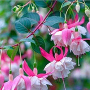 White Pink Fuchsia Seeds - Flower Plant