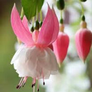 White Pink Fuchsia Seeds - Flower Plant