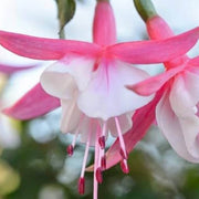White Pink Fuchsia Seeds - Flower Plant