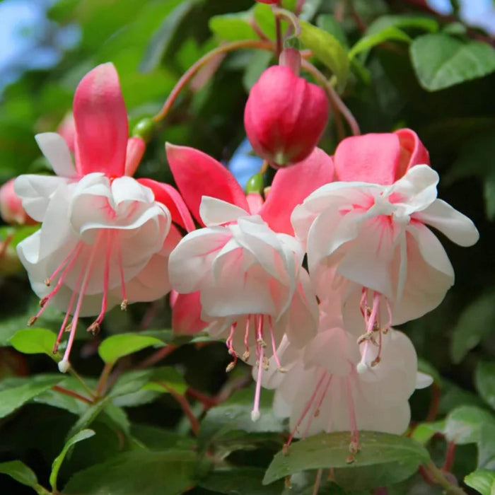 White Pink Fuchsia Seeds - Flower Plant