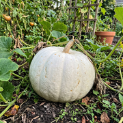 Pumpkin Seeds – Cucurbita pepo