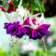White Purple Fuchsia Seeds - Flower Plant