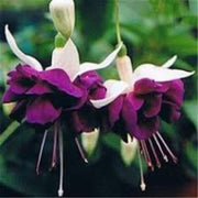 White Purple Fuchsia Seeds - Flower Plant