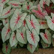 White Queen Caladium Seeds, Herbal