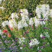 Cleome Seeds – Cleome hassleriana