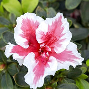 White Red Azalea Seeds - Flower Plant