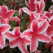 White Red Azalea Seeds - Flower Plant