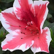 White Red Azalea Seeds - Flower Plant