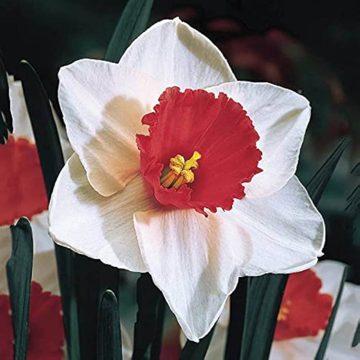White & Red Double Daffodil Seeds - Flower Plant