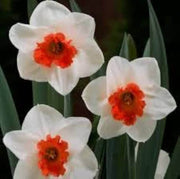 White & Red Double Daffodil Seeds - Flower Plant