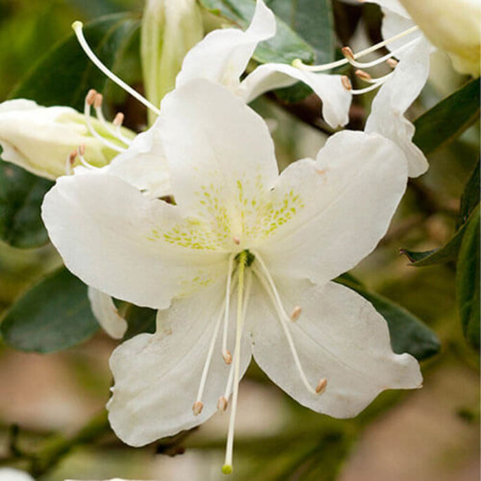 White Rhododendron Azalea Seeds - Flower Plant