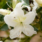 White Rhododendron Azalea Seeds - Flower Plant