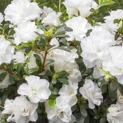 White Rhododendron Azalea Seeds - Flower Plant