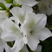 White Rhododendron Azalea Seeds - Flower Plant