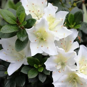 White Rhododendron Azalea Seeds - Flower Plant