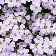 White Rock Cascade Aubrieta Seeds