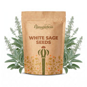 White Sage Seeds – Salvia apiana