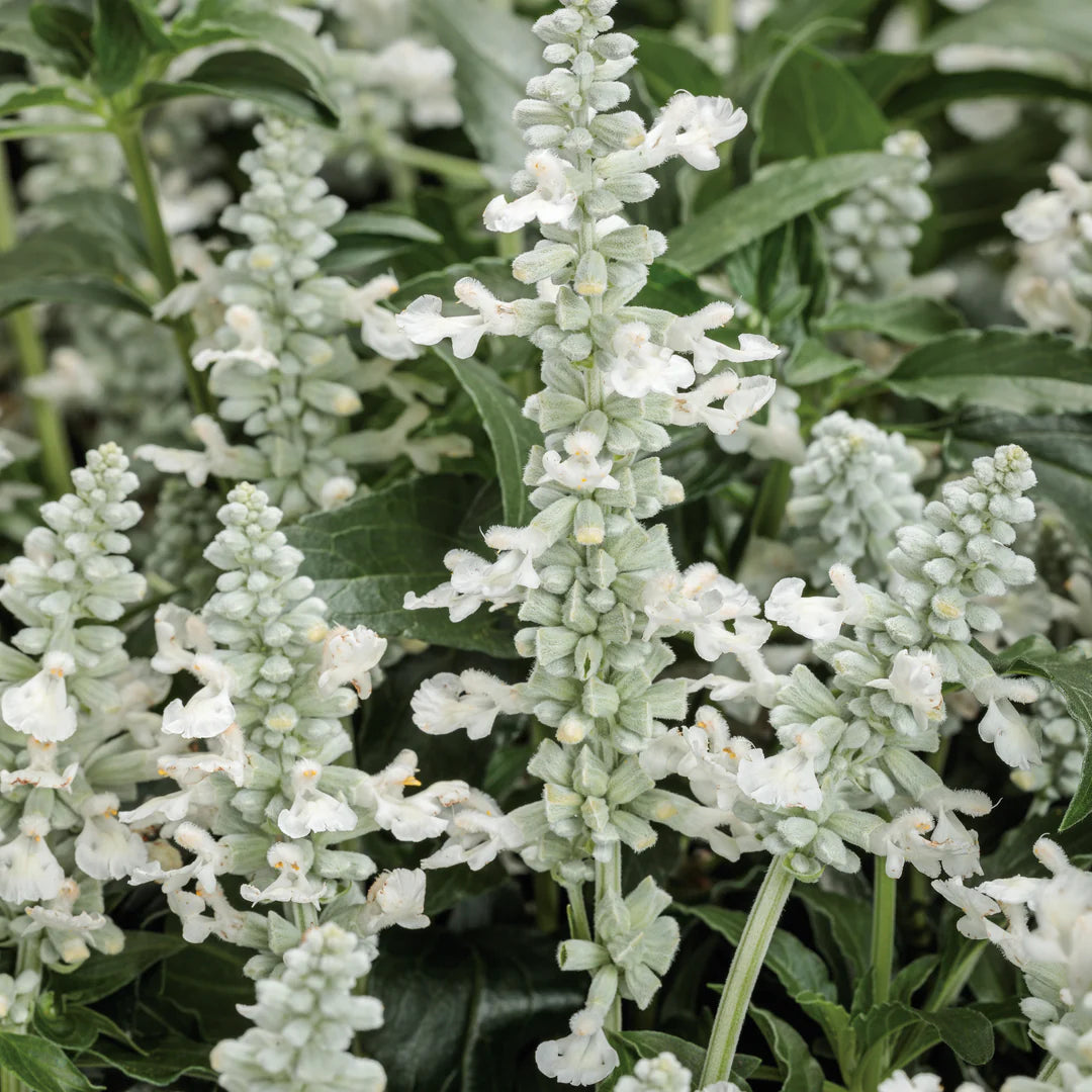 White Sage Seeds – Salvia apiana