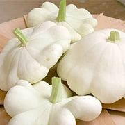 White Scallop Seeds
