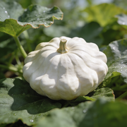 Summer Squash Seeds – Cucurbita pepo