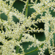 White Seasonal Aruncus Dioicus Seeds, Herbal
