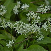 White Society Garlic Seeds - Herbal Plant
