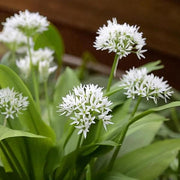 White Society Garlic Seeds - Herbal Plant
