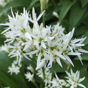 White Society Garlic Seeds - Herbal Plant