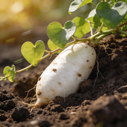 Sweet Potato Seeds – Ipomoea batatas