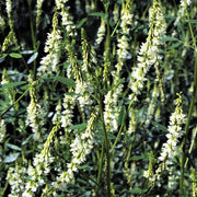 Drought White Sweetclover Seeds