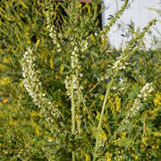 Drought White Sweetclover Seeds