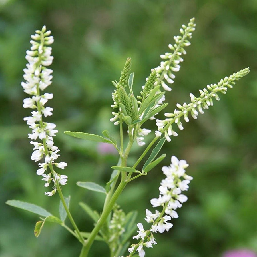 Drought White Sweetclover Seeds