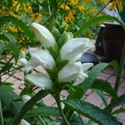 Wildflower Mix White Turtlehead Seeds
