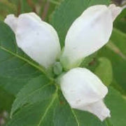 Wildflower Mix White Turtlehead Seeds