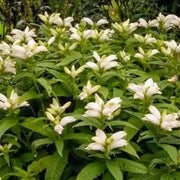 Wildflower Mix White Turtlehead Seeds