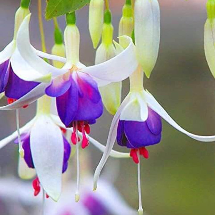 White Violet Fuchsia Seeds - Flower Plant