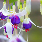 White Violet Fuchsia Seeds - Flower Plant