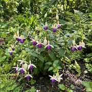 White Violet Fuchsia Seeds - Flower Plant